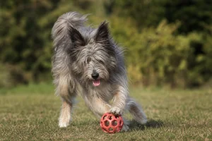 Pyrenean Sheepdog — playing
