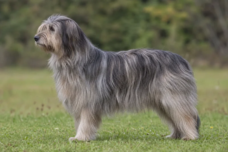 Pyrenean Sheepdog — side