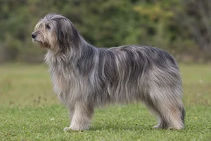 Pyrenean Sheepdog dog