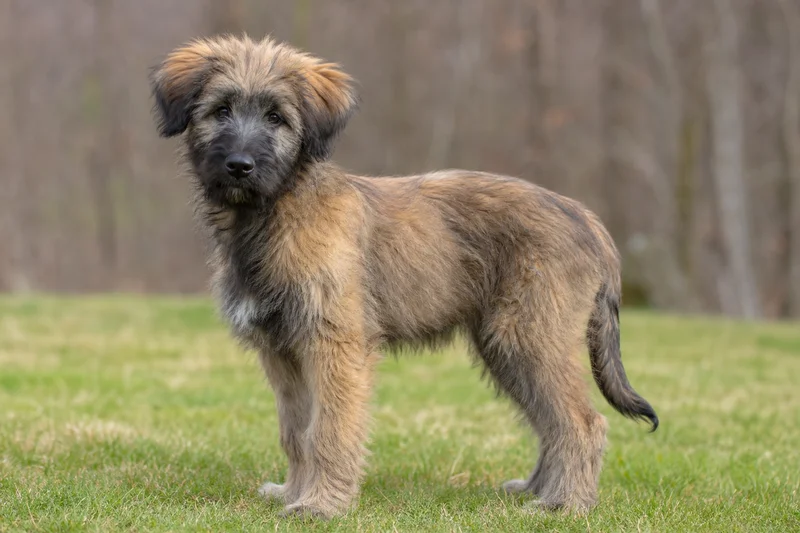 Pyrenean Sheepdog — puppy (~4 mo)