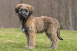 Pyrenean Sheepdog — puppy (~4 mo)