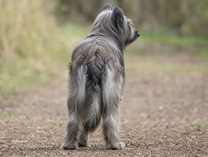 Pyrenean Sheepdog — rear