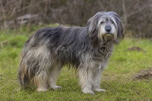 Pyrenean Sheepdog — senior