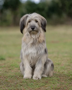 Pyrenean Sheepdog — sitting