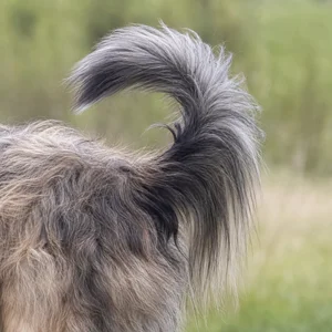 Pyrenean Sheepdog — tail