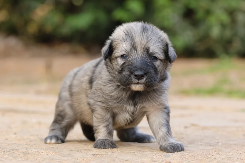 Pyrenean Sheepdog — young puppy (~1 mo)