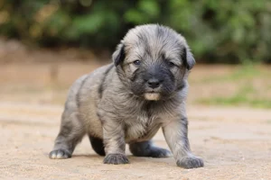 Pyrenean Sheepdog — young puppy (~1 mo)