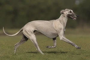 Rampur Greyhound — running