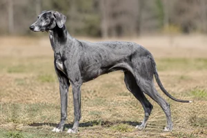 Rampur Greyhound — adult