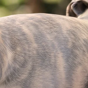 Rampur Greyhound — coat texture