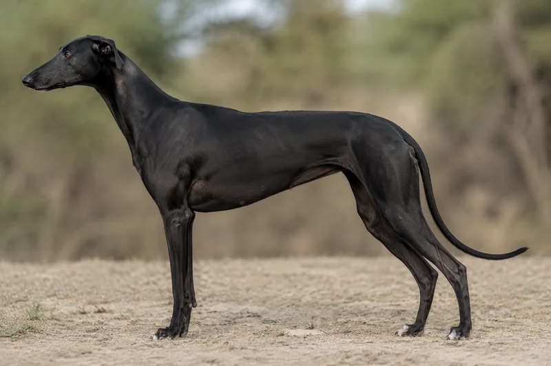 Rampur Greyhound — Black coat