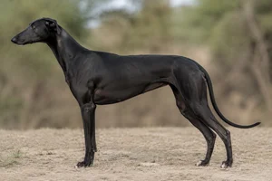 Rampur Greyhound — Black coat