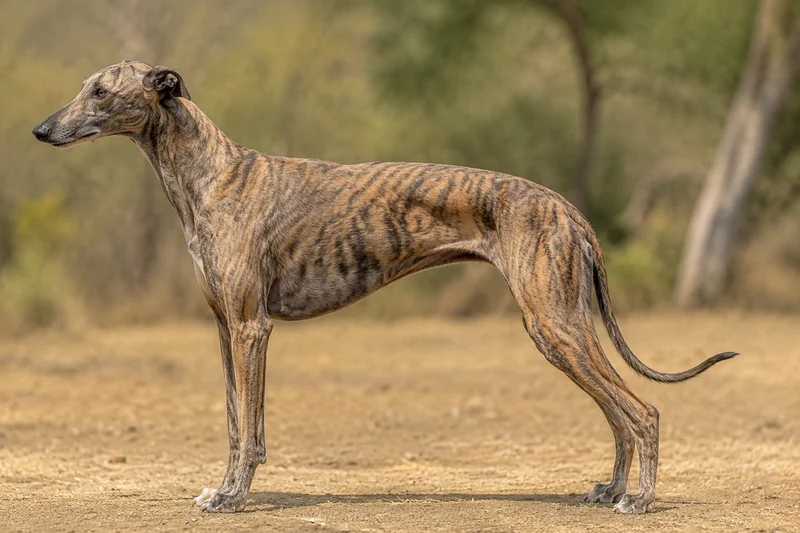 Rampur Greyhound — Brindle coat