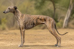 Rampur Greyhound — Brindle coat