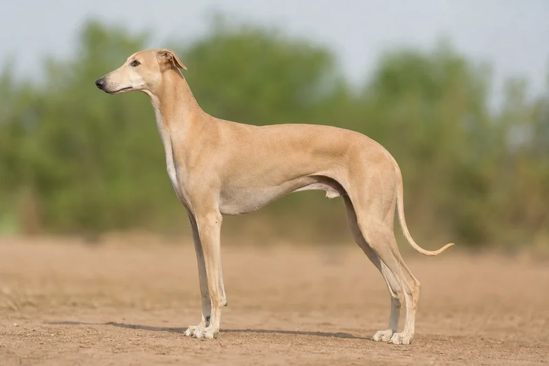 Rampur Greyhound — Fawn coat