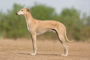 Rampur Greyhound — Fawn coat