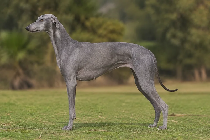 Rampur Greyhound — Gray coat