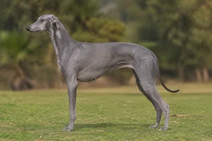 Rampur Greyhound — Gray coat