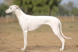 Rampur Greyhound — White coat