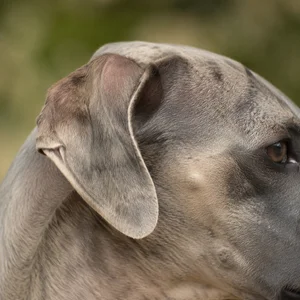 Rampur Greyhound — ears
