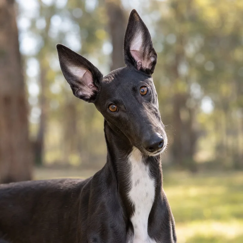 Rampur Greyhound — alert