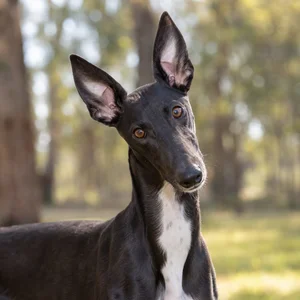 Rampur Greyhound — alert