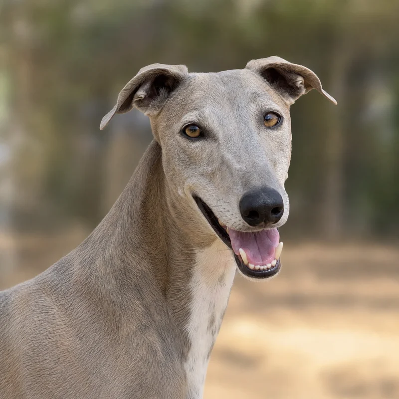 Rampur Greyhound — happy