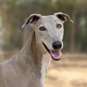 Rampur Greyhound — happy