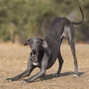 Rampur Greyhound — playful