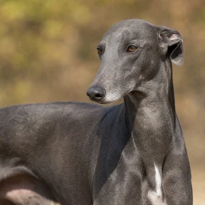 Rampur Greyhound — relaxed