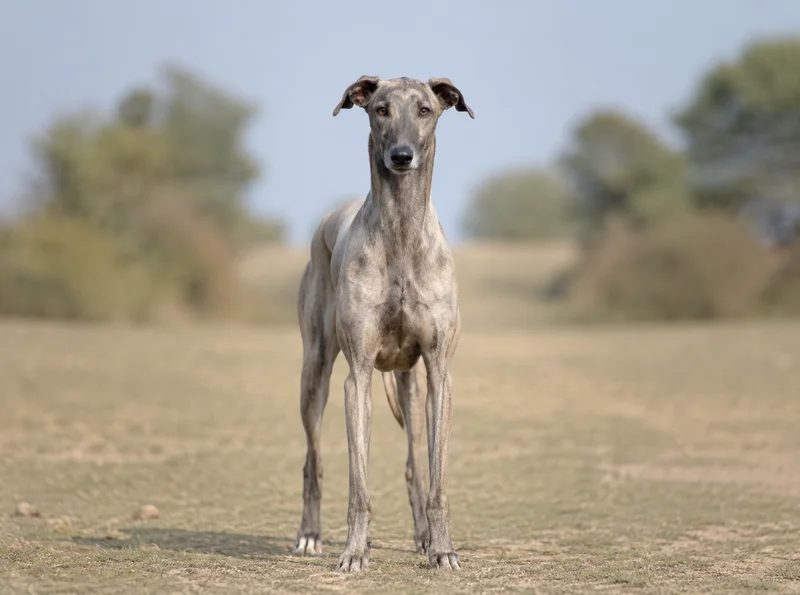 Rampur Greyhound — front