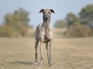 Rampur Greyhound — front