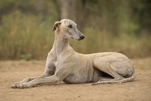 Rampur Greyhound — lying down
