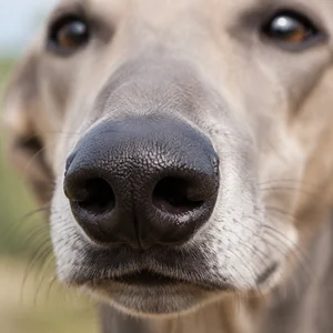 Rampur Greyhound — nose