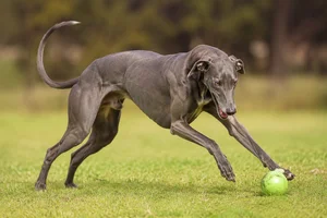 Rampur Greyhound — playing