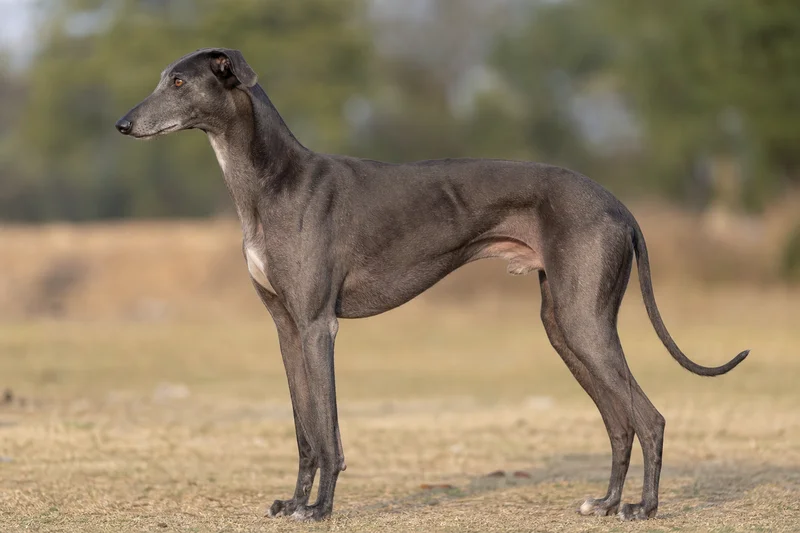 Rampur Greyhound — side