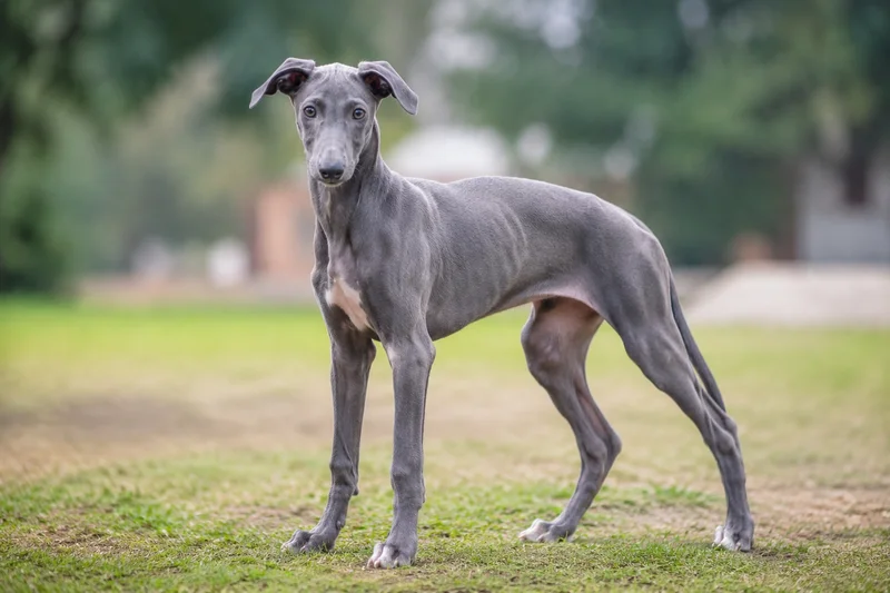 Rampur Greyhound — puppy (~4 mo)