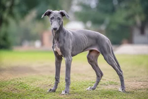 Rampur Greyhound — puppy (~4 mo)