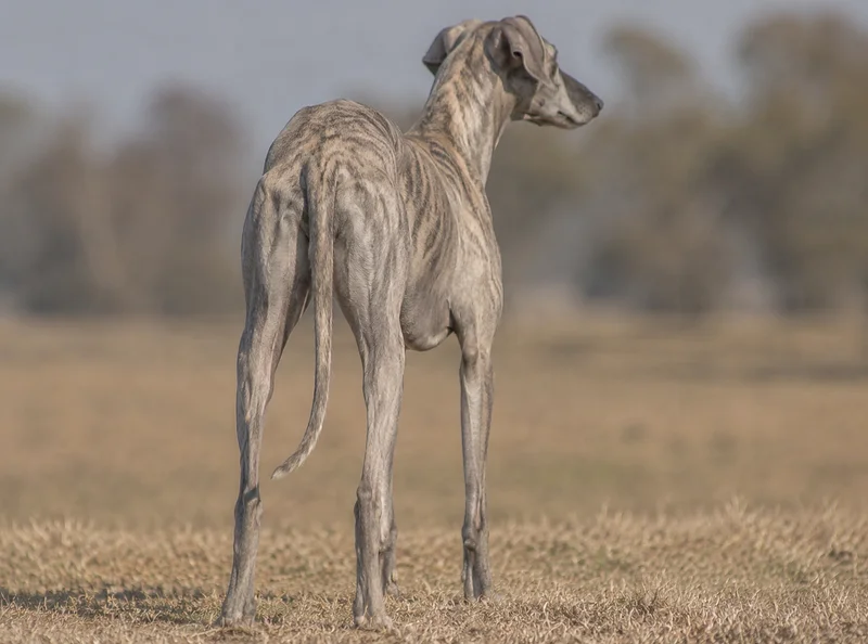 Rampur Greyhound — rear