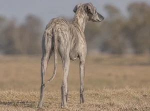 Rampur Greyhound — rear