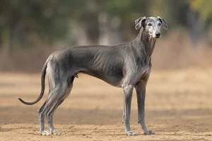 Rampur Greyhound — senior