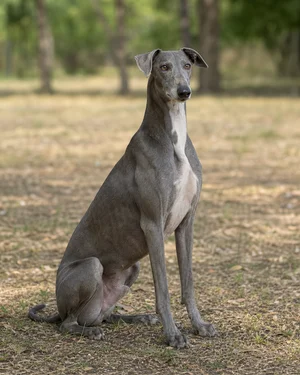 Rampur Greyhound — sitting