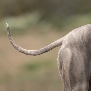 Rampur Greyhound — tail