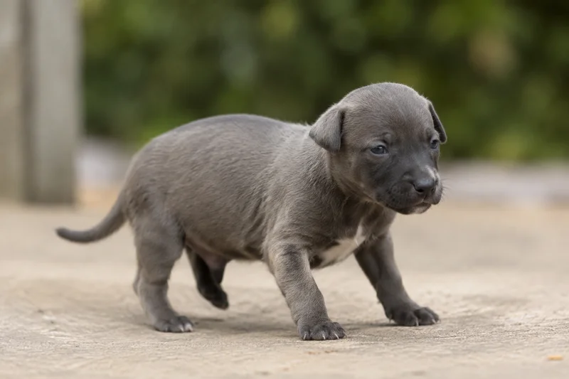 Rampur Greyhound — young puppy (~1 mo)