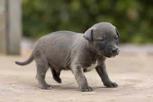 Rampur Greyhound — young puppy (~1 mo)