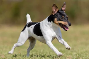 Rat Terrier — running