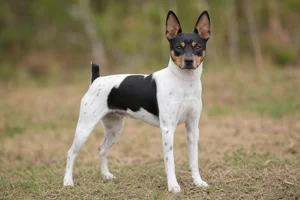 Rat Terrier — adult