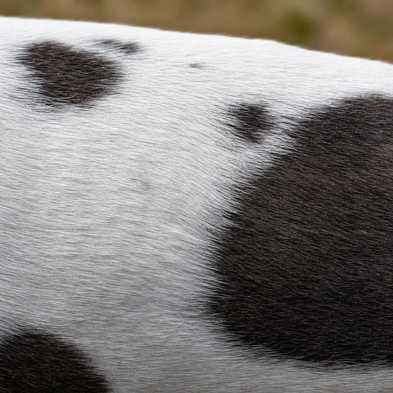 Rat Terrier — coat texture