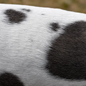 Rat Terrier — coat texture