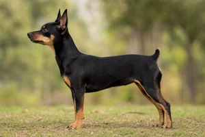 Rat Terrier — Black & Tan coat